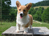 ACA Registered Welsh Corgi For Sale Millersburg OH Male-Wags
