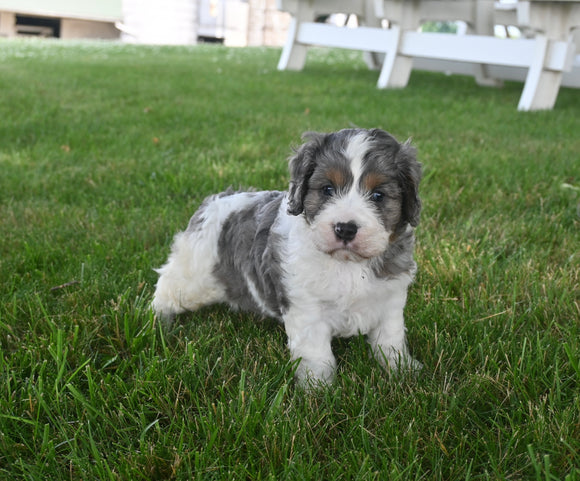 Cavapoo For Sale Millersburg OH Male-Buster