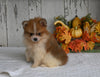 ACA Registered Pomeranian For Sale Millersburg OH Male-Butterscotch