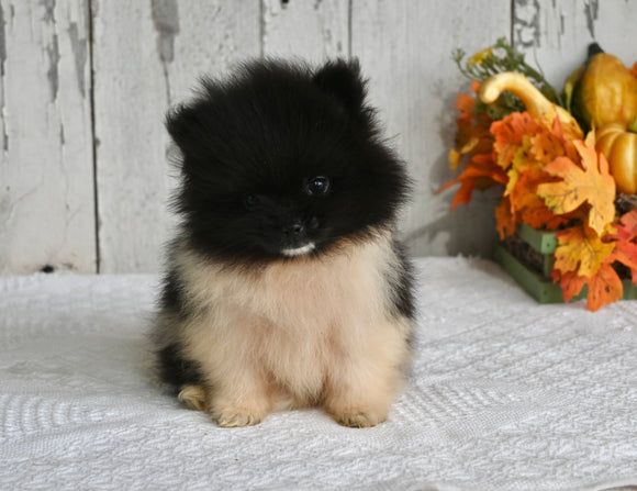 ACA Registered Pomeranian For Sale Millersburg OH Male-Smokie