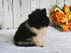 ACA Registered Pomeranian For Sale Millersburg OH Male-Smokie