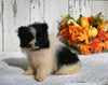 ACA Registered Pomeranian For Sale Millersburg OH Female-Betsy