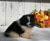 ACA Registered Pomeranian For Sale Millersburg OH Female-Betsy