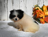 ACA Registered Pomeranian For Sale Millersburg OH Female-Oreo