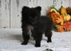 ACA Registered Pomeranian For Sale Millersburg OH Male-Bear