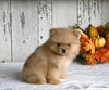 ACA Registered Pomeranian For Sale Millersburg OH Male-King