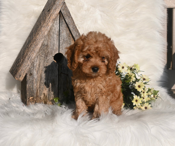 Cavapoo For Sale Millersburg OH Male-Marshell