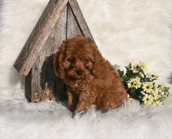 Cavapoo For Sale Millersburg OH Male-Rocky