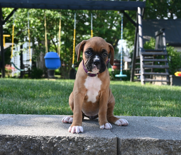 AKC Registered Boxer For Sale Fredericksburg OH Female-Lacey
