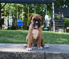 AKC Registered Boxer For Sale Fredericksburg OH Female-Lacey