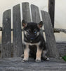 German/ Husky For Sale Perrysville OH Female-Zoey