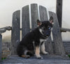 German/ Husky For Sale Perrysville OH Female-Zoey