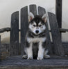 German/ Husky For Sale Perrysville OH Female-Bailey