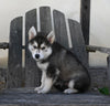 German/ Husky For Sale Perrysville OH Female-Bailey