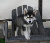 German/ Husky For Sale Perrysville OH Female-Bailey