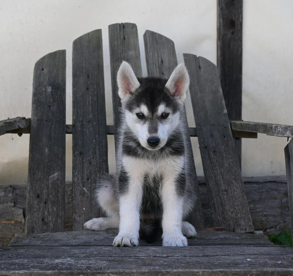 German/ Husky For Sale Perrysville OH Female-Lily