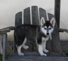 German/ Husky For Sale Perrysville OH Female-Lily