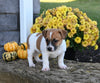 Jack Russell Terrier For Sale Millersburg OH Female-Roxanne