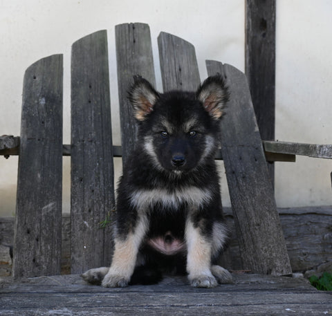 German/ Husky For Sale Perrysville OH Male-Duke