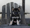 German/ Husky For Sale Perrysville OH Male-Duke