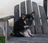 German/ Husky For Sale Perrysville OH Male-Duke