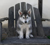 German/ Husky For Sale Perrysville OH Male-Max