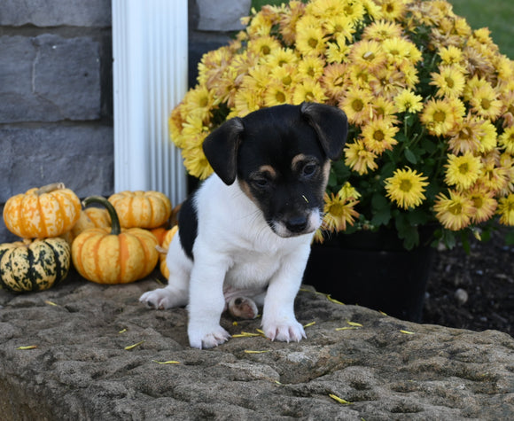 Jack Russell Terrier For Sale Millersburg OH Male-Rover