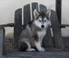 German/ Husky For Sale Perrysville OH Male-Max