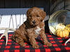 F1B Mini Goldendoodle For Sale Millersburg OH Male-Simba