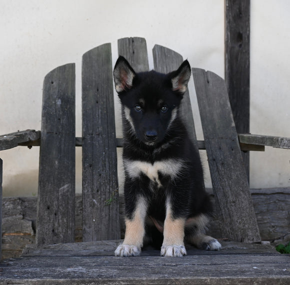 German/ Husky For Sale Perrysville OH Female-Penny