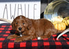 F1B Mini Goldendoodle For Sale Millersburg OH Male-Tuck