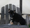 German/ Husky For Sale Perrysville OH Female-Penny