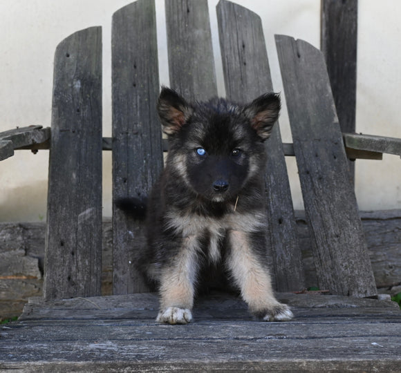 German/ Husky For Sale Perrysville OH Female-Stella
