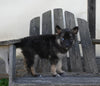 German/ Husky For Sale Perrysville OH Female-Stella