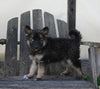 German/ Husky For Sale Perrysville OH Female-Stella