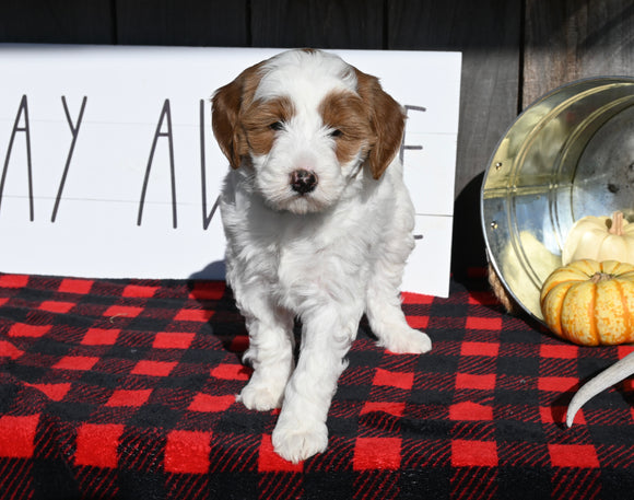 F1B Mini Goldendoodle For Sale Millersburg OH Male-Tony
