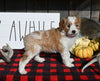 F1B Mini Goldendoodle For Sale Millersburg OH Female-Sophie