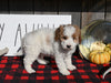 F1B Mini Goldendoodle For Sale Millersburg OH Female-Poppy
