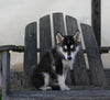German/ Husky For Sale Perrysville OH Female-Lola