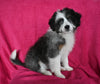 Mini Aussiedoodle For Sale Applecreek OH Female-Izzy