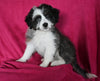 Mini Aussiedoodle For Sale Applecreek OH Female-Izzy