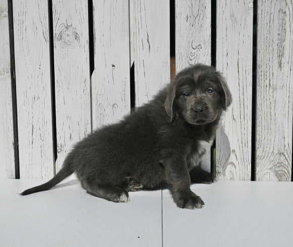 AKC Registered Newfoundland For Sale Millersburg OH Male-Teddy