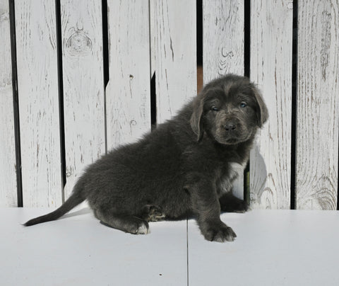 AKC Registered Newfoundland For Sale Millersburg OH Male-Teddy