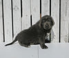 AKC Registered Newfoundland For Sale Millersburg OH Male-Teddy