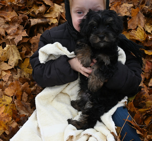 Yorkipoo For Sale Millersburg OH Male-Manny