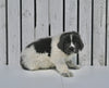 AKC Registered Newfoundland For Sale Millersburg OH Male-Tarzan