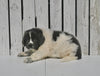 AKC Registered Newfoundland For Sale Millersburg OH Male-Tarzan