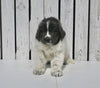 AKC Registered Newfoundland For Sale Millersburg OH Male-Tarzan
