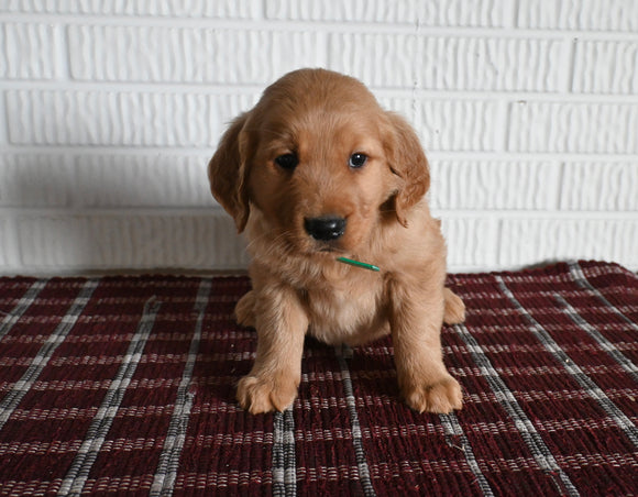 AKC Registered Golden Retriever For Sale Millersburg OH Male-Tyler