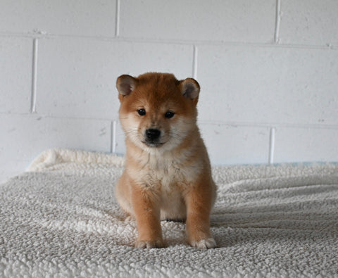 AKC Registered Shiba Inu For Sale Millersburg OH Female-Fiona